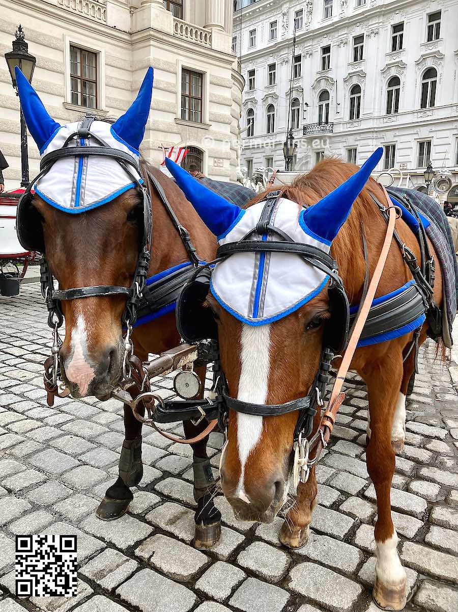 Austria Vienna near the Hofburg two horses with hats close up horse-drawn carriage.